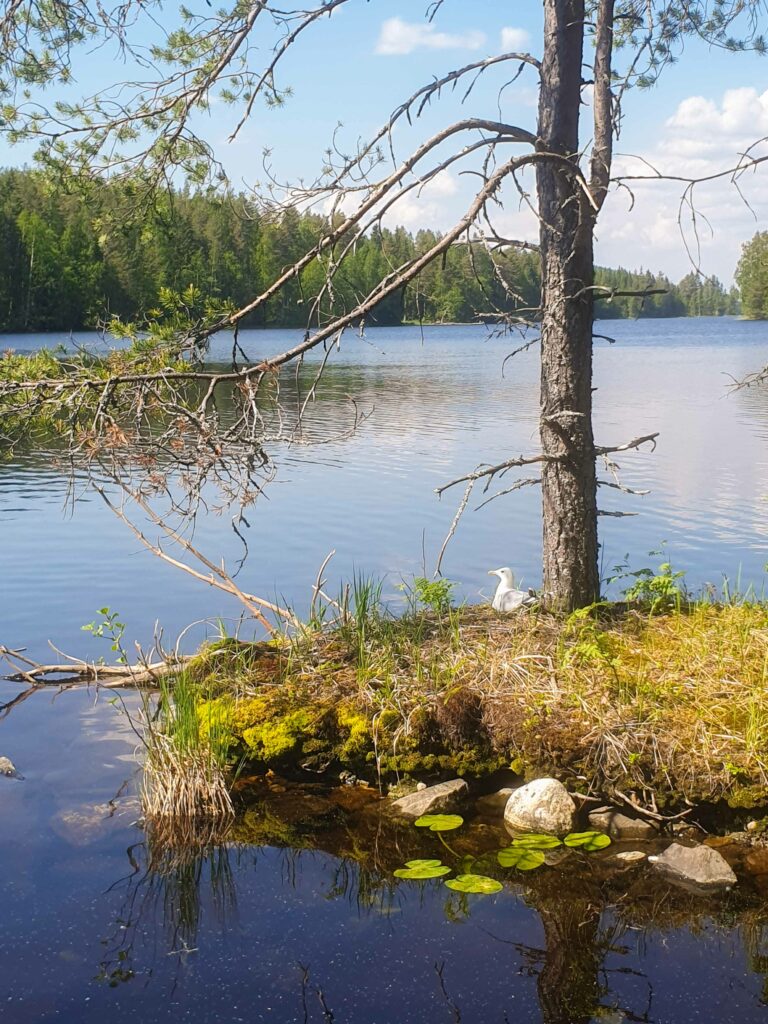 Etualalla lokki istuu vehreällä luodolla. Taka-alalla aukenee kirkas järviveden horisontti.