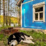 Etualalla nukkuva iso koira ja taka-alalla residenssitalon sininen seinä.