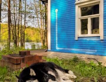 Etualalla nukkuva iso koira ja taka-alalla residenssitalon sininen seinä.