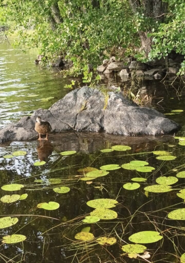 Ankan seisoa tönöttävät kuvassa kivellä rannassa ja matalassa vedessä. Etualalla lumpeita.